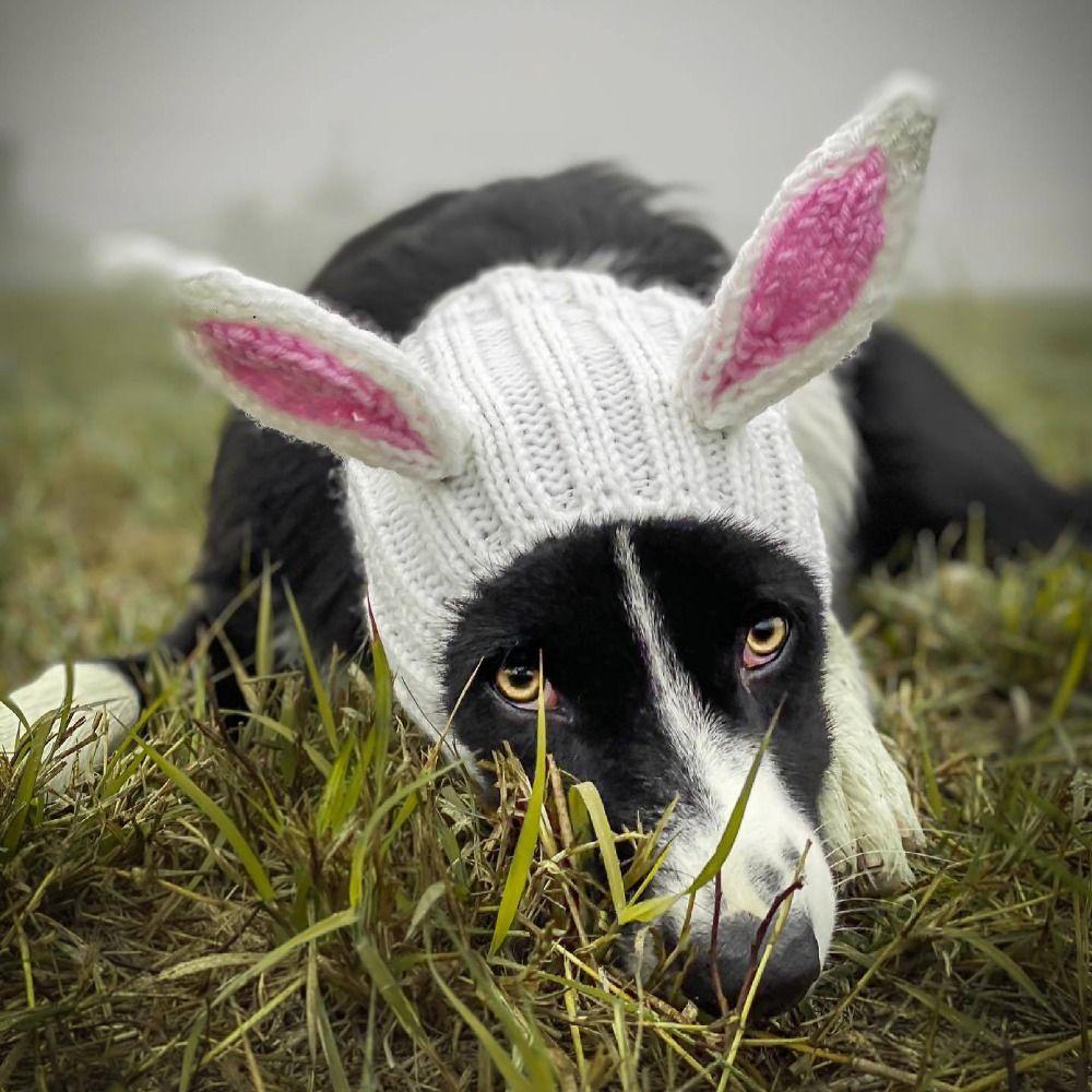 Soft Rabbit Ear Dog Hat Dinosaur/Brown Bear Knitted Puppy Cap Halloween Knitted Pet Hat  Halloween