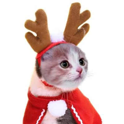Katten – Kleding voor katten