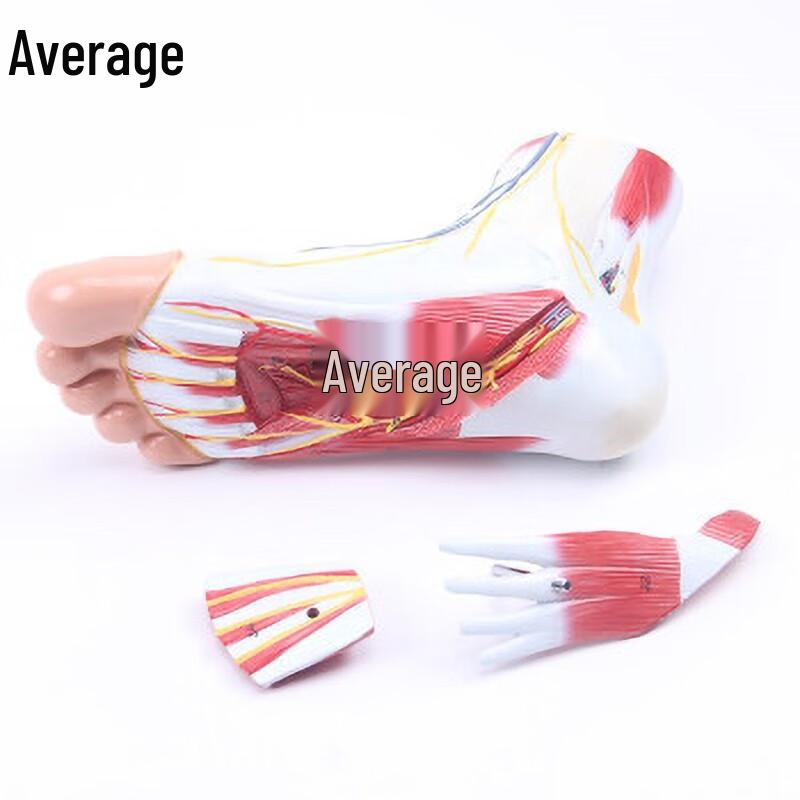 Human Foot and Ankle Joint Model