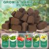 30pcs Plant Seedling Pot Inorganic Carbon Mud Planting Sponge For Seed Germination And Shaping Practical Gardening Accessories