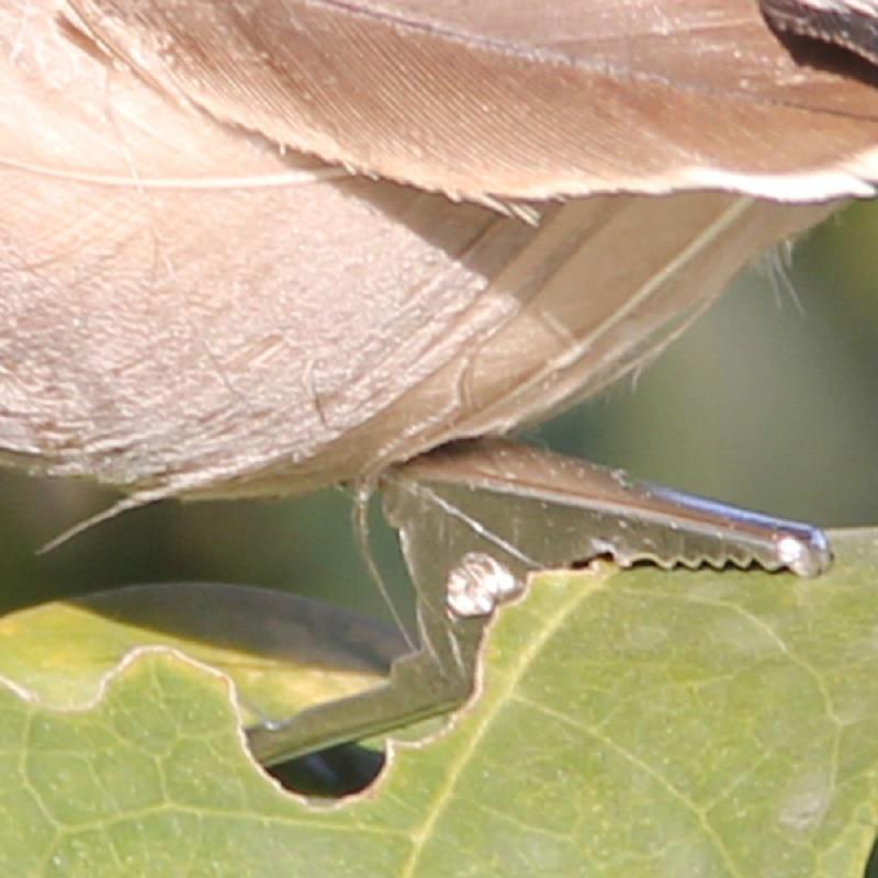 Foam Feather Artificial Birds Vividly Sparrow Garden Emulation Decoration Xmas Tree Robin Home Outdoor Yard Ornaments Randomly