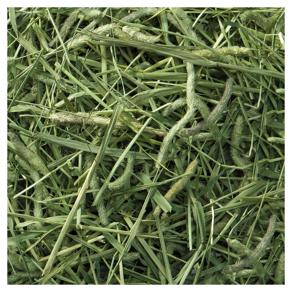Minimal Land Bunny Grade Timothy Hay 3kg + 100g Extra [Amazon.co.jp Exclusive]