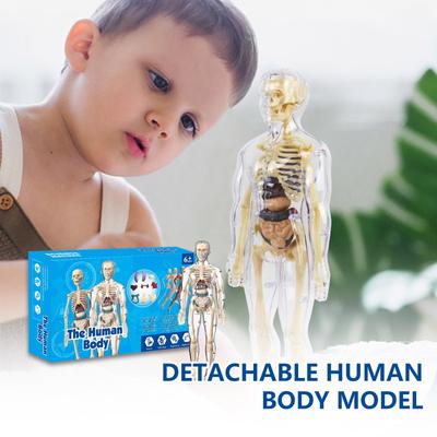 3D Anatomy Human Model For Children, Human Torso Body Anatomy Transparent Model, Removable Anatomy Model, Science Toy For Children And Teachers