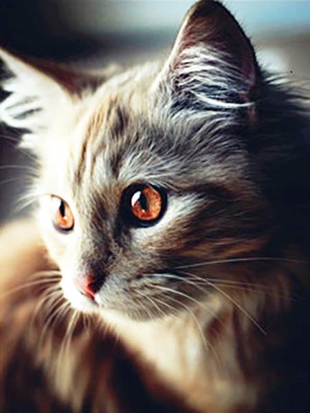 Diamond Painting Cat 5D DIY Diamond Embroidery Sale Cross Stitch Animals Rhinestones Mosaic Kit Home Decoration