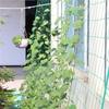 1PC Garden Green Vegetable Plant Trellis Netting Support Nets Bean  Climbing Grow Fence
