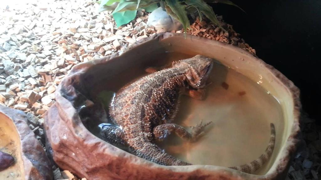 Terrarium Bowl for Water and Food for Snake, Agama, Gecko, Tortoise 28x22x6cm