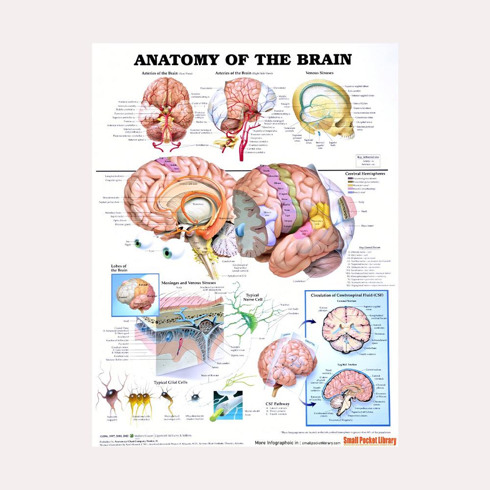 Anatomical Muscular System Poster Human Body Anatomy Chart Medical Educational Canvas for School Decor