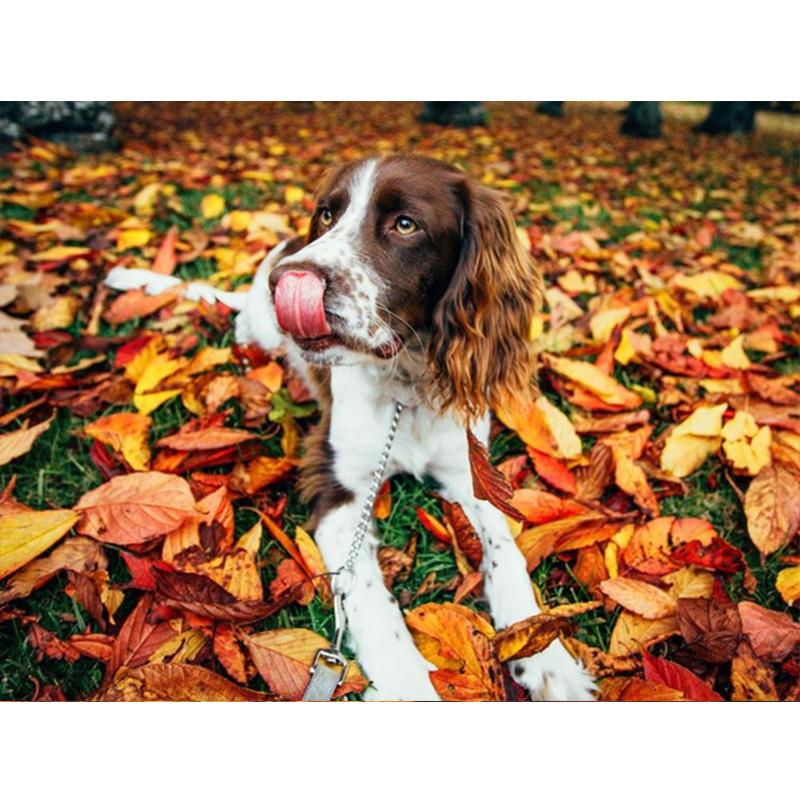 5D Diy voller runder quadratischer Diamantmalerei Tierhund Diamantstickerei Herbst Ahornblatt Wanddekoration Home Art