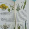 [USED] Books: From Flower to Fruit (botanical art, plant illustrations)