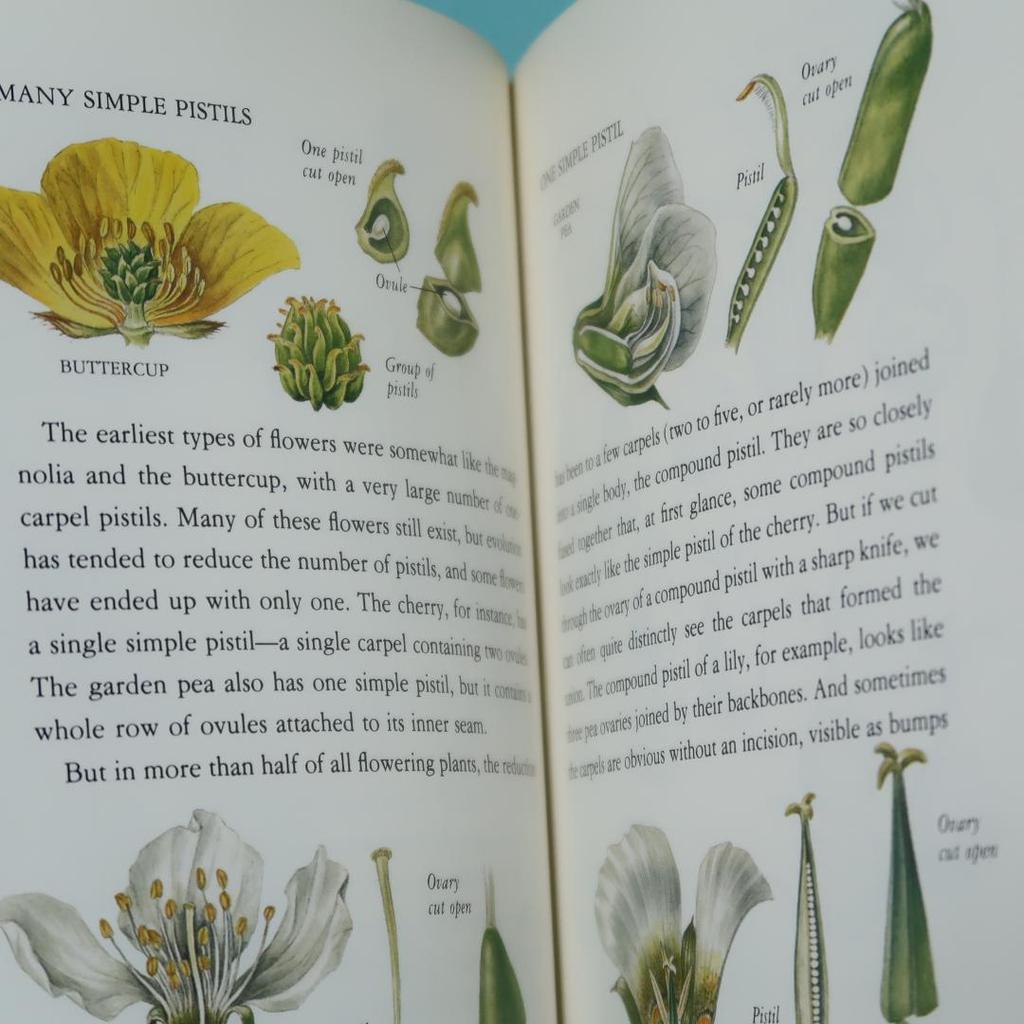 [USED] Books: From Flower to Fruit (botanical art, plant illustrations)