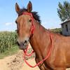 Adjustable Strap Horse Bridle Headband Comfortable Horse Neck Stretcher  Horse Training Accessories