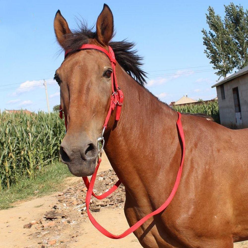 Adjustable Strap Horse Bridle Headband Comfortable Horse Neck Stretcher Horse Training Accessories