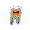 Dental Gift Badge Metal Tooth Type Shape Molar Brooch Badge Pin Adornment