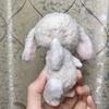 [USED] Artist Bear Teddy Bear Mint Rabbit Rabbit Handmade by Overseas Artists