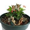 Mini Fairies Figurines Cute Clear Pattern Resin Miniature Fairy Sculpture for Fairy Garden Accessories 
