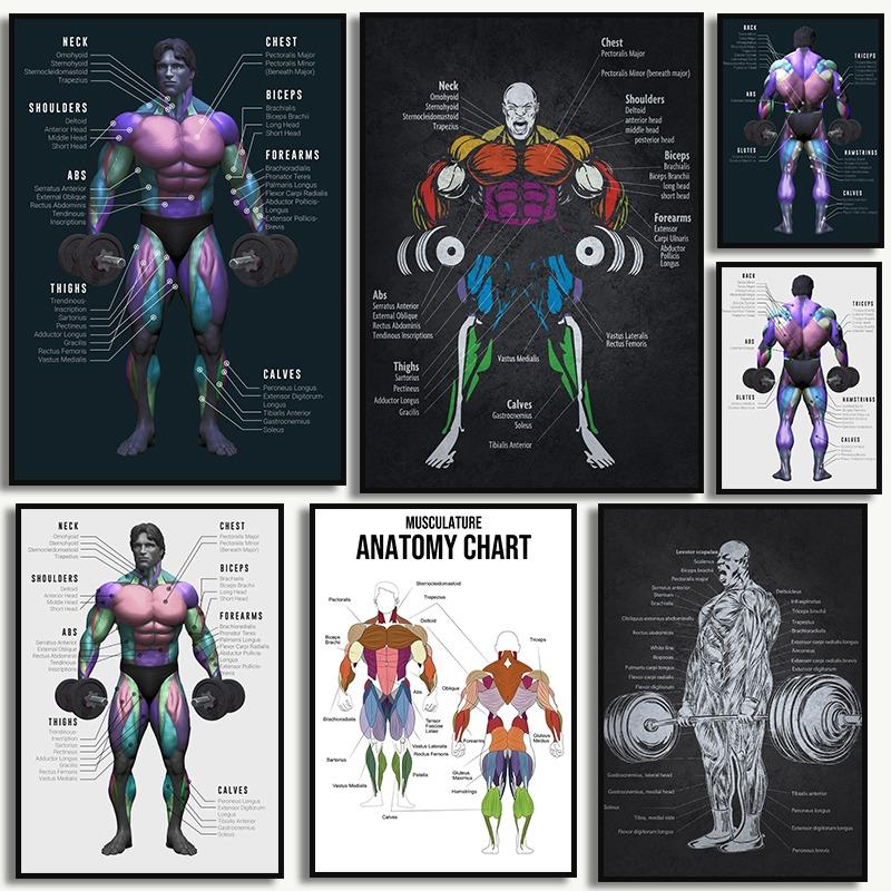 

Muscle Anatomy Chart Quotes Canvas Painting Weightlifting Poster Print Color Pictures Gym Boy Room Wall Home Decor 21cm×30cm NoFrame