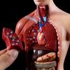 Lidské Torzo Tělo Anatomie Anatomické Lékařské Vnitřní Orgány Pro Výuku