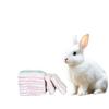 Rabbit Diapers: Physiological Pants for Small Pets, Catch Poop & Urine, Anti-Mess Wearable