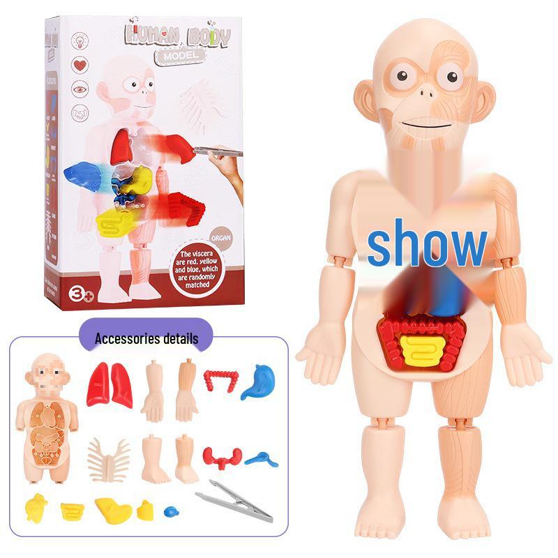 3D Detachable Human Anatomy Model for Children s Science Education