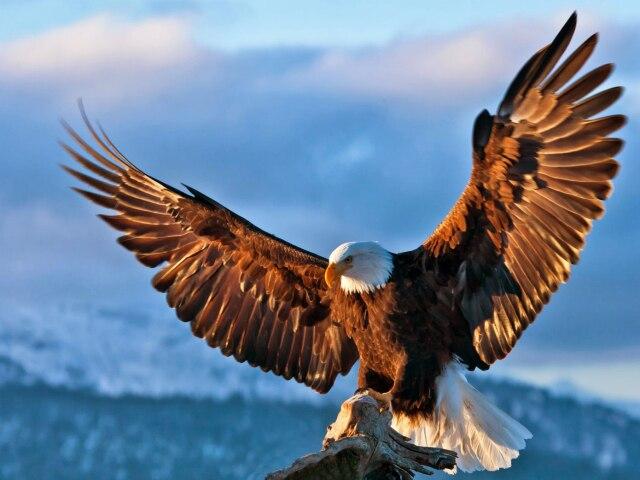 DIY Diamond Embroidery Animal 5D Diamond Painting Kits Eagle Cross Stitch Beaded Embroidery Rhinestones Art Wall Decor