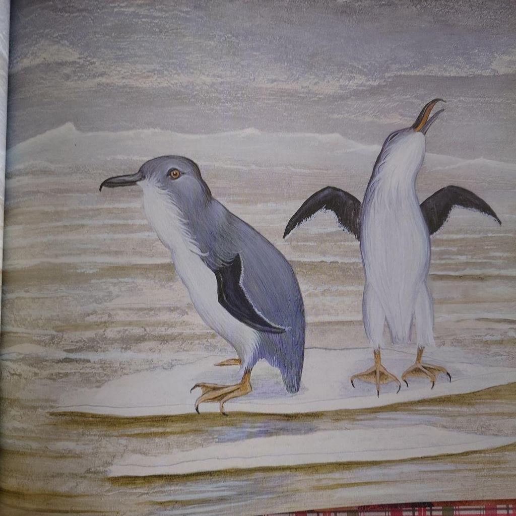 [USED] Two by Two by John Winch English Picture Books