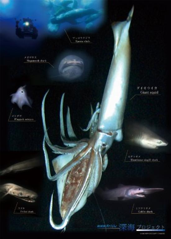 

Deep Sea Project 300 Крупный кусок Неизвестный мир 300-L362