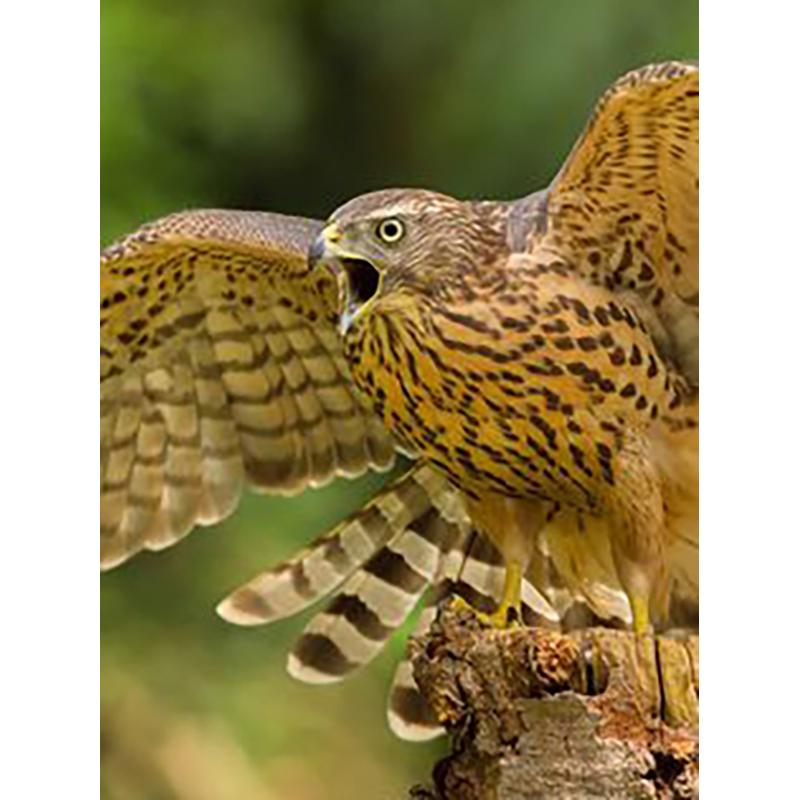 5D DIY Diamond Painting Animal Eagle Full Drill Cross Stitch Kits Round Round Mosaic Handmade Art Embroidery Home Decor Mural