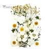 DIY Harz Kunst Blumen-Set 1 Set Getrocknete Gepresste Blumen Bunte Natürliche Bastelbedarf Kerzenherstellung Schmuck Epoxidform Vase Nagelkarte Scrapbooking