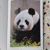 [USED] A rare item! The sixth book in the Panda series, "Seven Pandas
