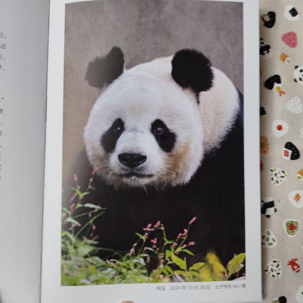 [USED] A rare item! The sixth book in the Panda series, "Seven Pandas