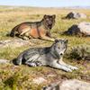 Children's Wild Animal Forest Wolf Toy - Lying Wolf Figurine for Car Decoration
