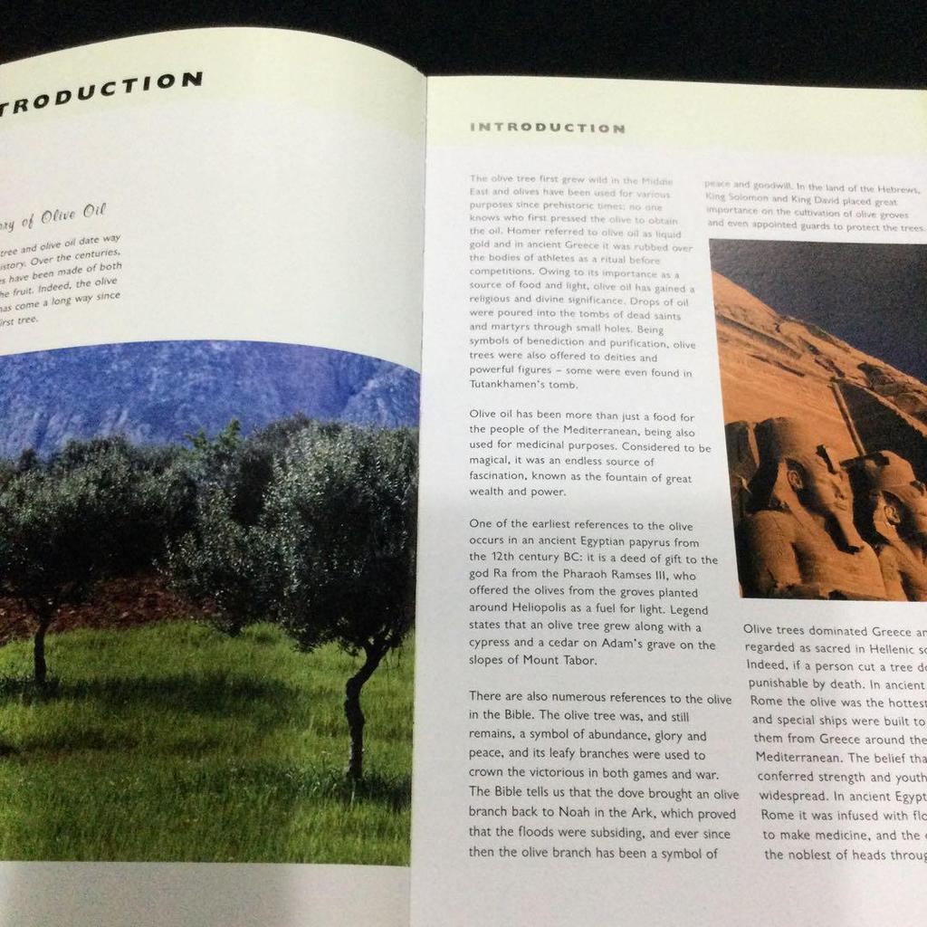 [USED] Olive Oil Western Books Recipe Cooking Olive Oil Recipe Cooking