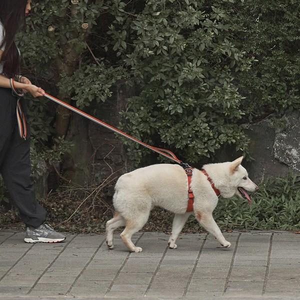 GentleWoof Jogger Dog Harness, Carrot Red