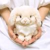 Sun Lemon Lapinu Holland Lop Beige 13 X 16 X 15 Cm Stuffed Animal Rabbit P-8312