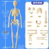 3D Human Body Torso Model For Kid, Anatomy, Skeleton, Removable, Simulation, Organ And Skeleton, Detachable Bone Body Models New