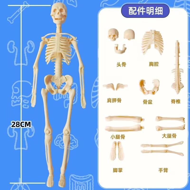 3D Human Body Torso Model For Kid, Anatomy, Skeleton, Removable, Simulation, Organ And Skeleton, Detachable Bone Body Models New
