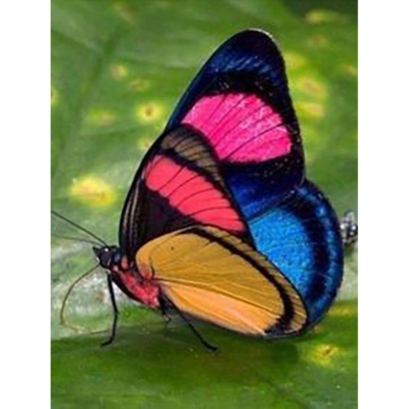 DIY 5D Diamond Painting Butterfly Full Round Drill Floral Diamond Embroidery Cross Stitch Mosaic Wall Art Home Decor Gift