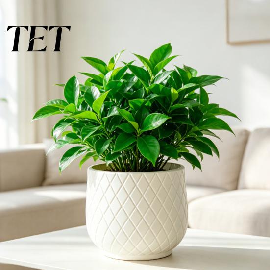 Große weiße Pflanzgefäße für Zimmerpflanzen Blumentopf mit Rautenprägung, Robuster Pflanztopf Moderne minimalistische Töpfe Fensterbank Außenpflanzen,