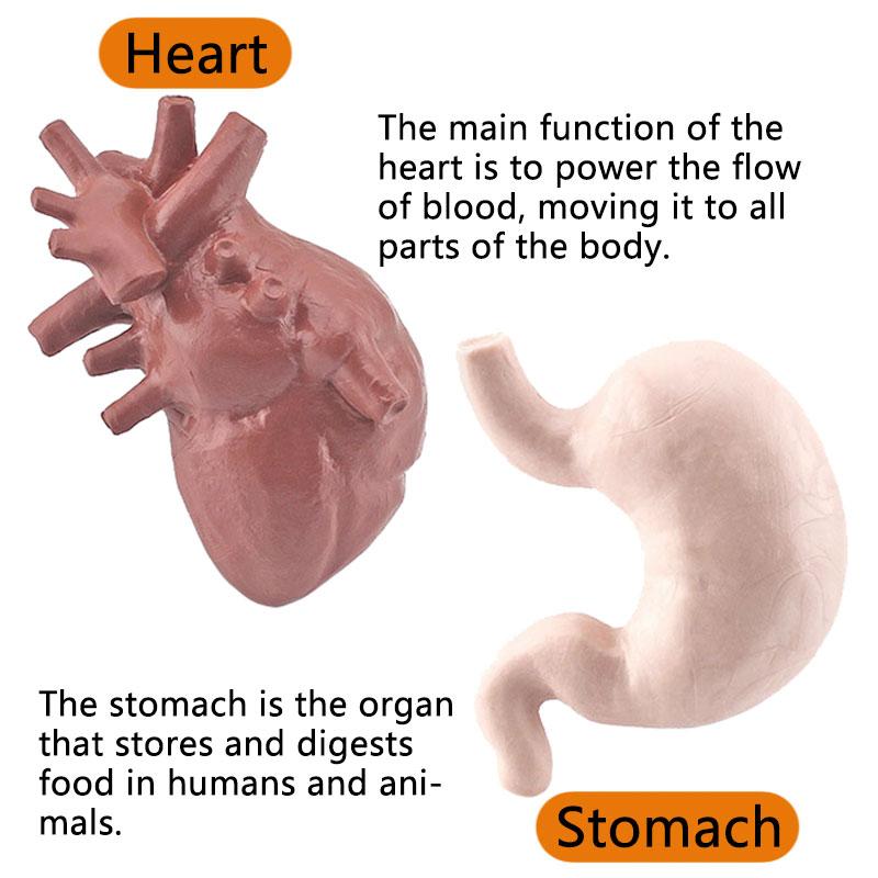 Simülasyon İnsan Vücudu Torso Modeli Biyoloji Beyin Kalp Karaciğer Mide Böbrek Öğretim Araçları Öğrenme Çocuklar için Eğitici Oyuncaklar