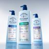 DR. Groot Scalp Solution Cool Menthol Kopfhaut-Schuppen-Shampoo, 700ml, 1 Einheit