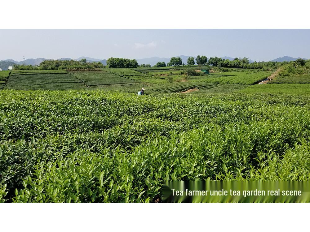 Uncle Phoenix Mao Feng White Tea - Pre-Rain First Grade 2025 Spring Green Tea