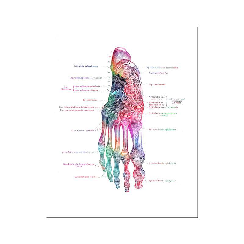 Moderne kleur menselijke anatomie diagram medische skeletstructuur voet poster Nordic canvas educatieve decoratieve schilderkunst aan de muur
