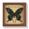 Fotoram med äkta fjärils exemplar, dekorativ målning, 3D-prydnad, handgjord DIY, födelsedagspresent, insekts exemplar