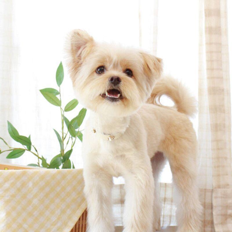 MAISON DE MIU Weicher Perlenkragen_Weiß