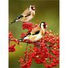 5D Diamond Painting Birds Kit DIY Full Drill Round Diamond Embroidery Animal Mosaic Picture of Rhinestones Home Decoration