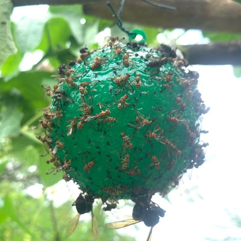 10/1x Hanging Ball Fruit Fly Catcher Pest Control Sticky Ball Wasp Bee Insect Trap for Outdoor Garden Orchard Long Lasting Gnat Traps