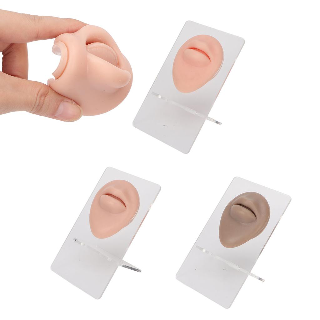 3pcs Simulated 3D Mouth Model Piercing Practice Silicone Mouth Model with Acrylic Stand for Display