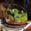 Micro Landscape Bevelled Glass Vase Fresh Green Succulent Moss Bottle Glass Terrarium Bonsai Home Desktop Decor