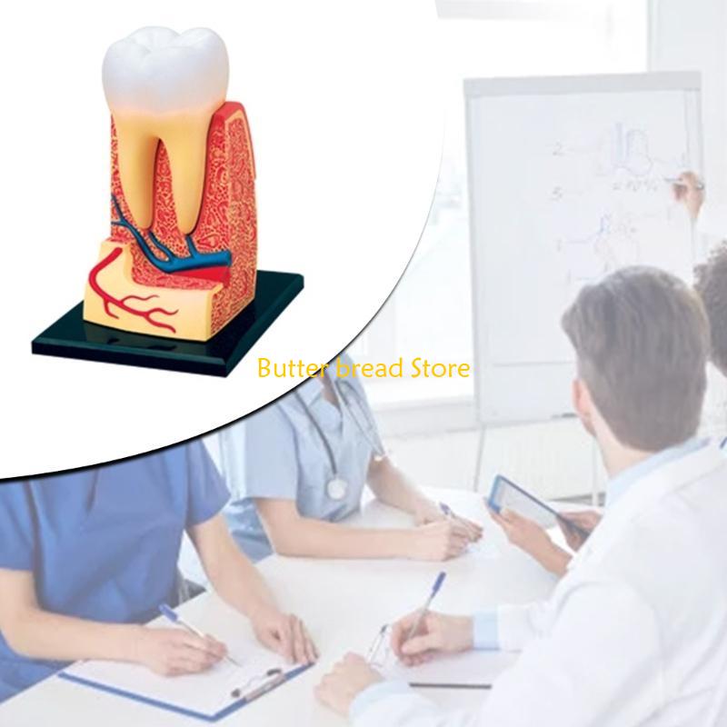

W89C Dentist Dental Dissection Education Teeth Model Demonstration Tool for School China Mainland