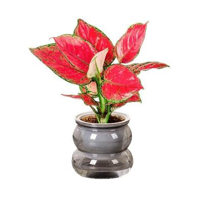 Creative Self Watering Hydroponic Plants Pot Removable Transparent Mini Succulent Planter Tabletop Vase Plastic Flowerpot